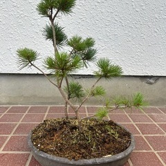 盆栽　松　33個目の画像