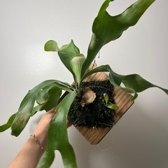 子株付き！コウモリラン ビカクシダ ニッキー 子株の画像