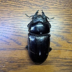 国産オオクワガタ 能勢YG血統 ♂82mm ♀53mm ♀53mm トリオ 2024羽化越冬済 未使用
の画像