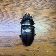 国産オオクワガタ 能勢YG血統 ♂82mm ♀53mm ♀53mm トリオ 2024羽化越冬済 未使用
の画像