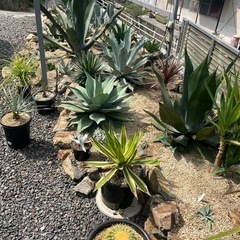 アガベの画像