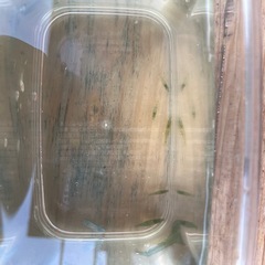 ミナミヌマエビ⭐︎コケ取りの画像