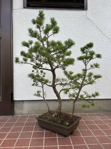 盆栽　松　39個目