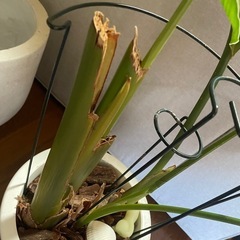観葉
植物　の画像