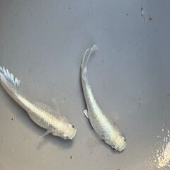 増量　
エメキン　めだか　の稚魚5～８mm15匹の画像