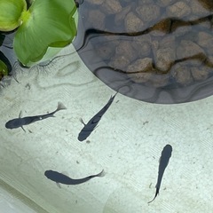 オロチ、楊貴妃、ピュアホワイトメダカ、成魚各10匹の画像