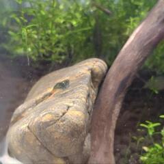 ミナミヌマエビの画像