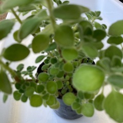 【お取引き中】アロマティカス3　　　の画像