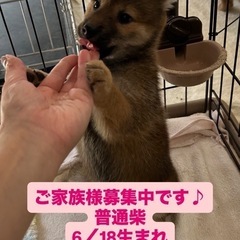 普通柴　女の子