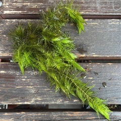 譲ります。
マツモ 水草の画像