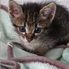 8/7に雨の中でお腹を空かせている仔猫2匹を保護しました。