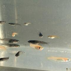  メダカ　無料　めだかの画像