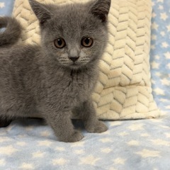 ブリティッシュショートヘア