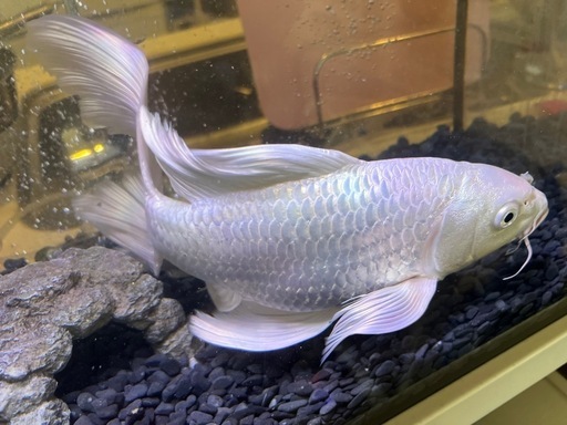 ヒレ長鯉　プラチナ