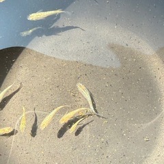 夜桜ゴールド若魚　MIXの画像
