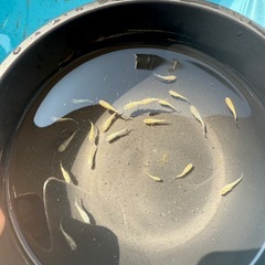 夜桜ゴールド若魚　MIXの画像