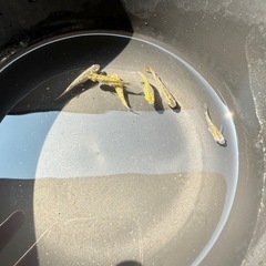 夜桜ゴールド　金塊　親魚の画像