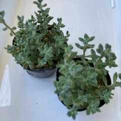 【お取引き中】多肉植物　姫秀麗の画像