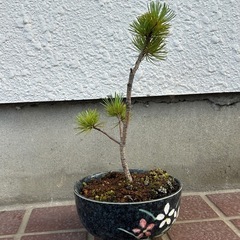 盆栽　松　44個目の画像