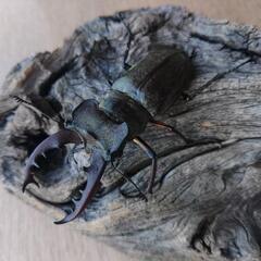 ミヤマクワガタ♂2匹の画像