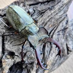 ミヤマクワガタ♂2匹の画像