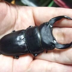 福岡県産オオクワガタ ♂76ミリ ♀50ミリ ペアの画像