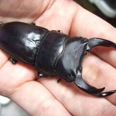 福岡県産オオクワガタ ♂76ミリ ♀50ミリ ペアの画像