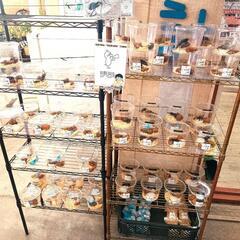 毎日SALE＊クワガタ＊カブト＊岡山＊倉敷＊船穂＊玉島＊ロードプラザ＊直売所の画像