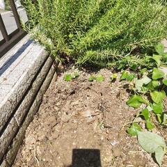 花壇の土です。の画像