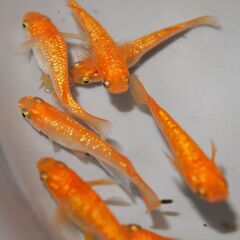 メダカ　紅華（こうか）卵　50個位　産卵床付きの画像
