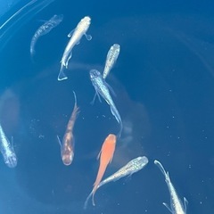 ウォーターダイヤ　ミックスめだかメダカの画像