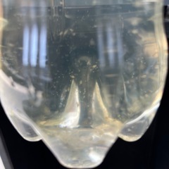 メダカ 乙羽 10匹+オマケの画像