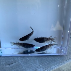 メダカ　めだか　和墨の画像