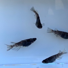 メダカ　めだか　和墨の画像