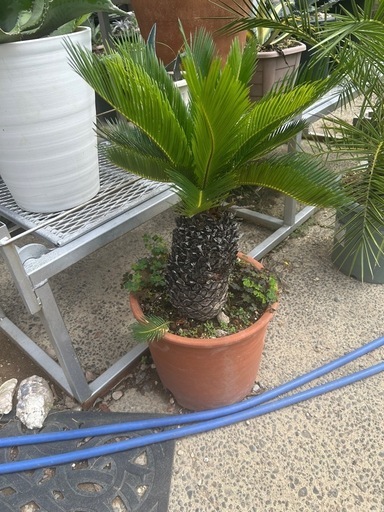 蘇轍　陶器鉢ごと