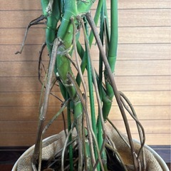 モンステラ①の画像