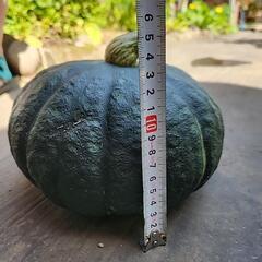 中玉カボチャの画像