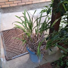 植木鉢いっぱいの画像