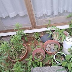 植木鉢いっぱいの画像