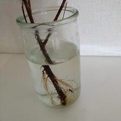 ガジュマル　水耕栽培の画像