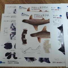 【無料】魚　ペーパークラフトの画像