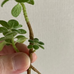 アロマティカス　水耕栽培の画像