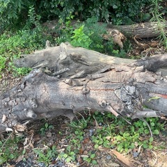 どんぐりくぬぎ薪材の画像