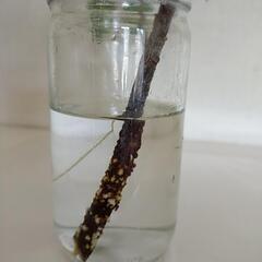 ガジュマル　挿し木から発根の画像