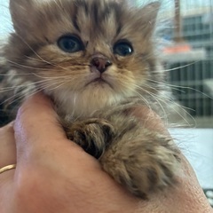 ペルシャ猫　　ブラウンタビー