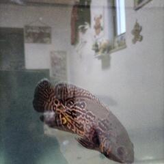 🐟アルビノアロワナ🐟の画像