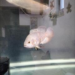 🐟アルビノアロワナ🐟の画像