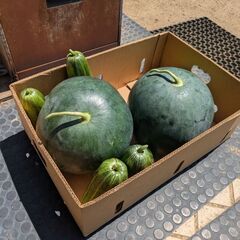 【8/14 11:00に収穫しました】茨城県産の画像