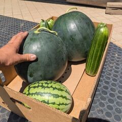 【8/14 11:00に収穫しました】茨城県産の画像