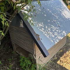 犬小屋の画像